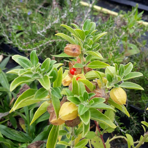 Ashwagandha para la Menopausia: Alivio Natural para los Síntomas